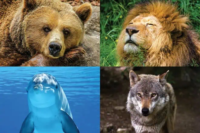 Do you sleep like a bear, a lion, a dolphin or a wolf?