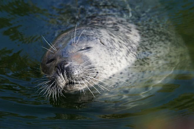 The seal sleeps out of the water