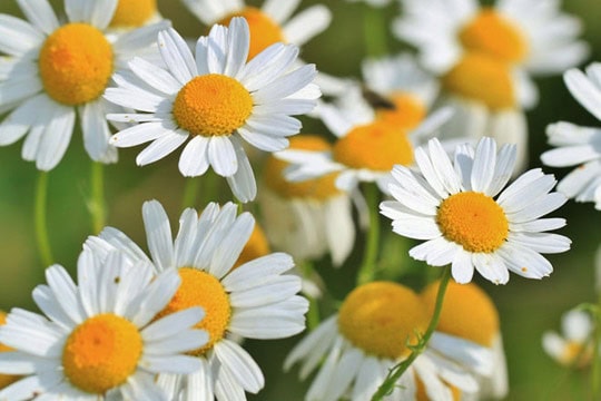 Chamomile