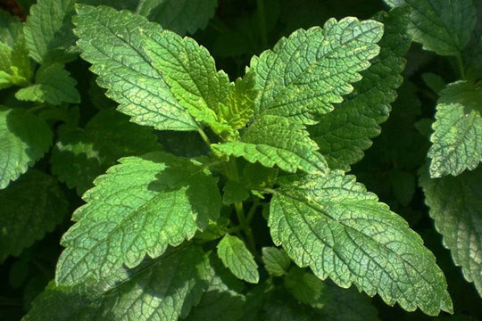 Lemon Balm