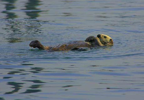 Auf der Wasseroberfläche schwimmend… wie ein Fischotter!