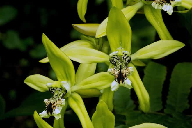 Green spider orchid