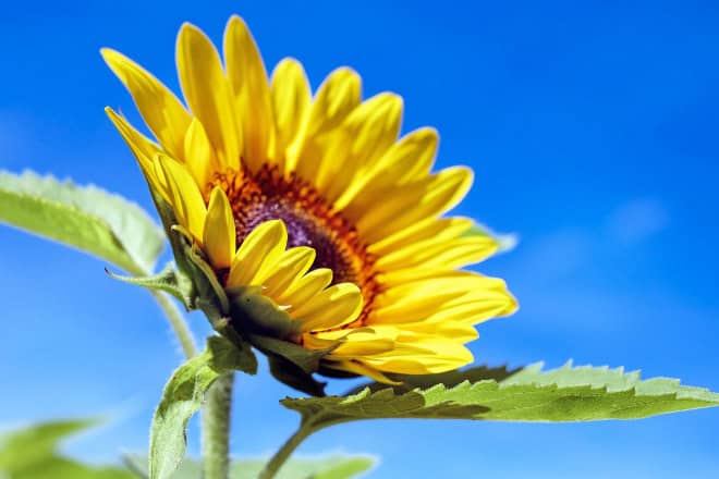 Luce del sole e produzione naturale di melatonina